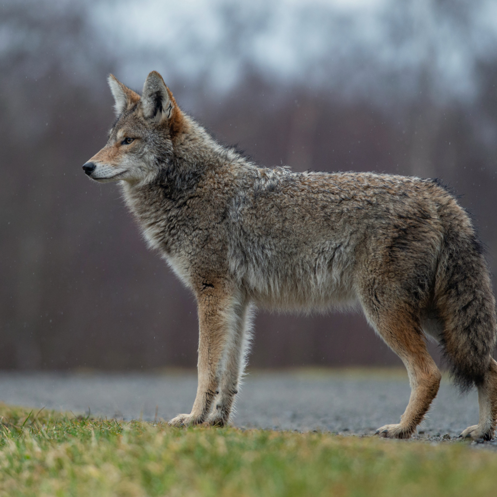 Photo of Coyote