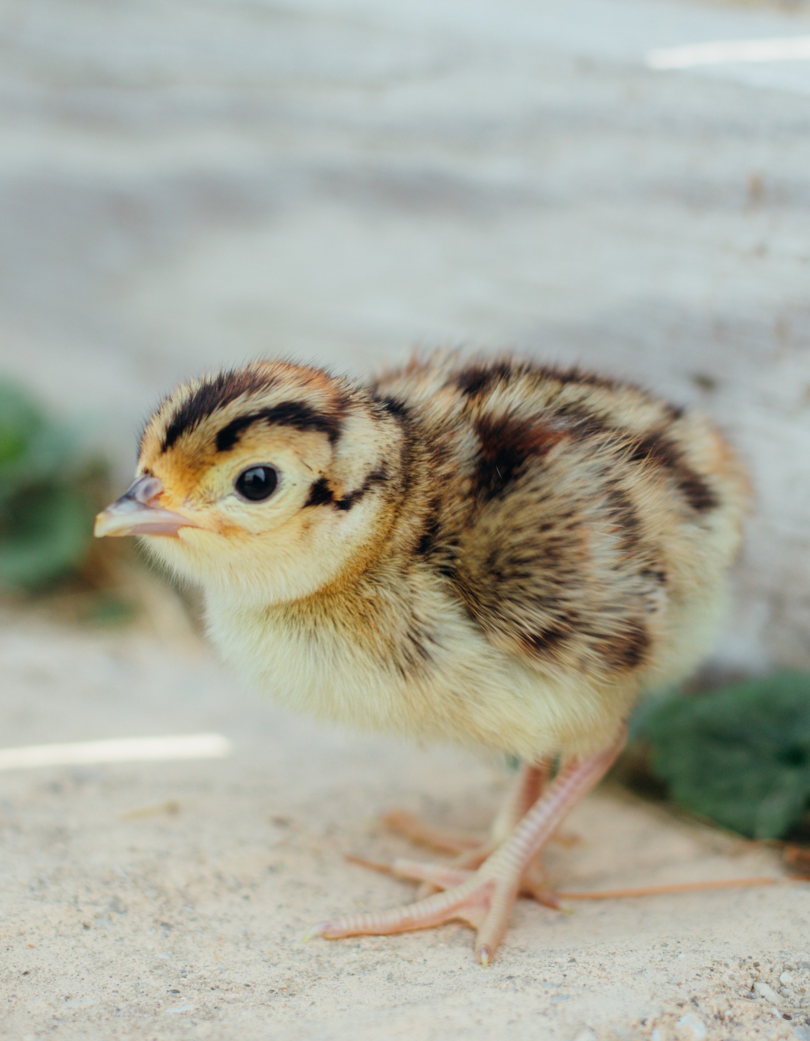 Pheasant Chick