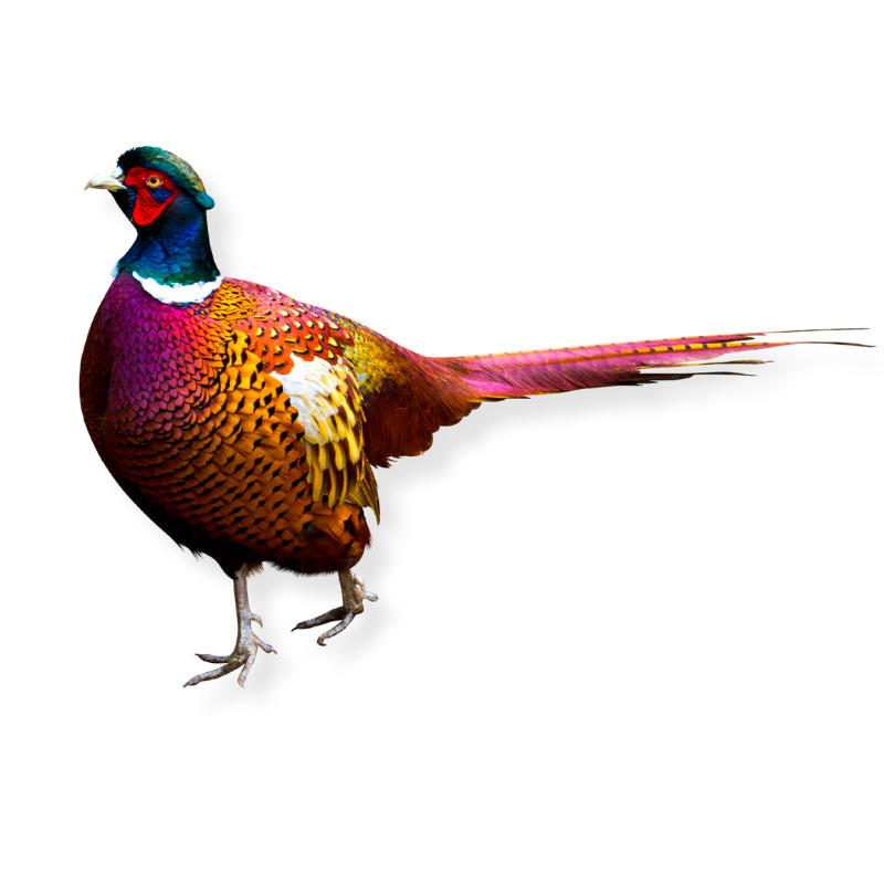 Pheasant Design
