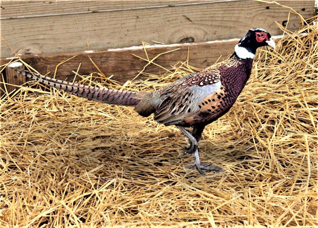 Photo of Ringneck Pheasant