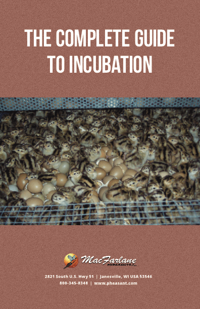 The Complete Guide to Incubation