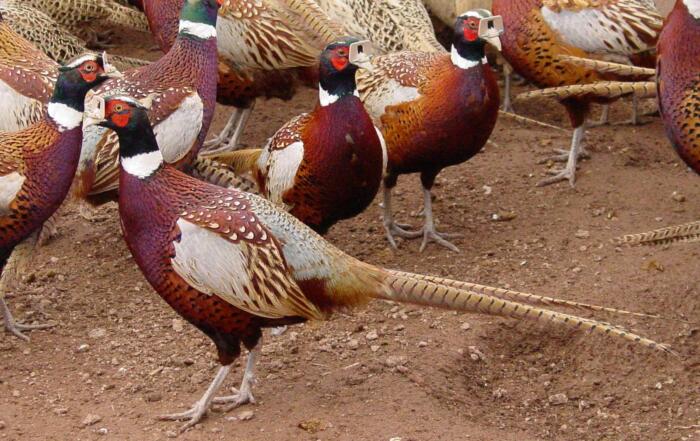 Extra Large Pheasants