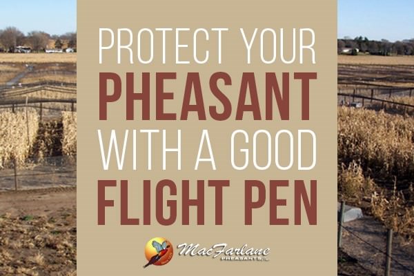 Protect Your Pheasant With a Good Flight Pen