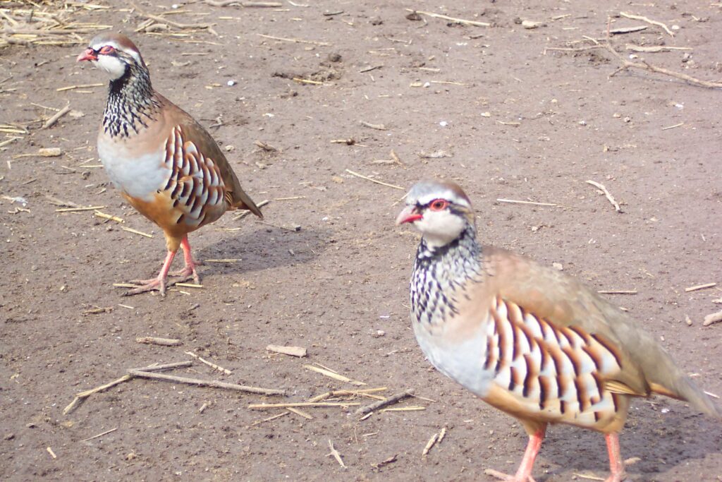 Photo of French Partridges