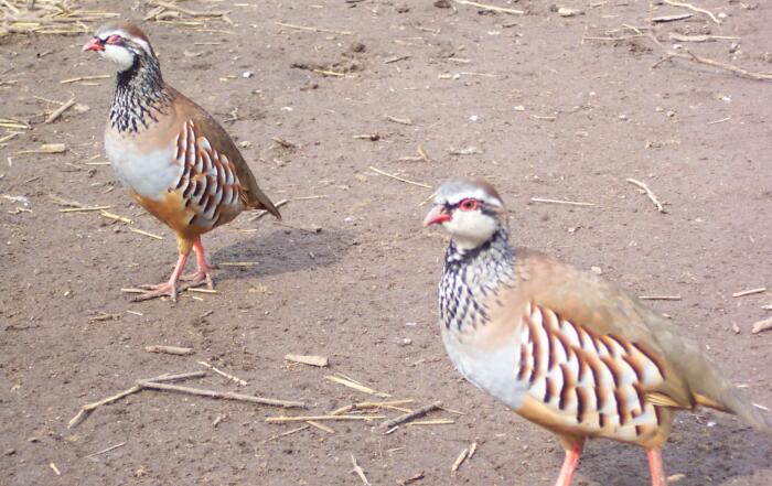 Photo of French Partridges