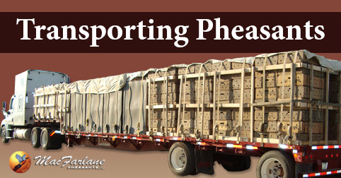 Transporting Pheasant at MacFarlane Pheasants