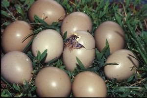 Photo of Pheasant Eggs