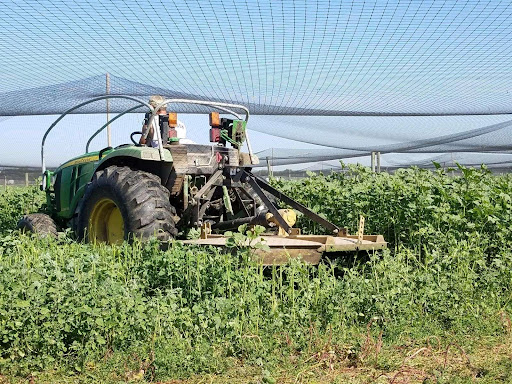 Photo of Tractor Mowing Ragweed