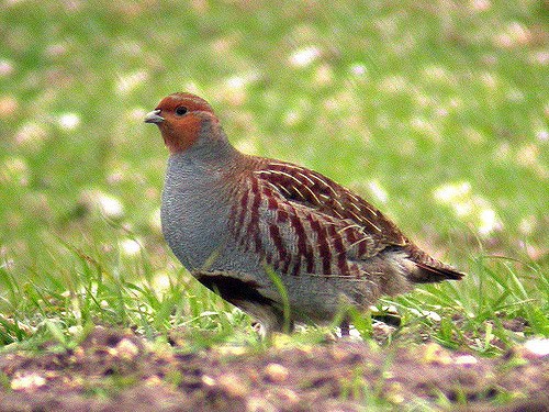 Photo of Hungarian Partridges