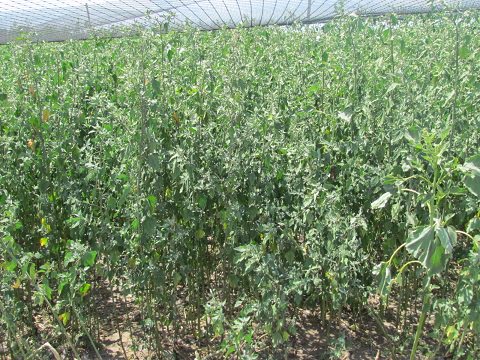 Photo of Ground Cover in Flight Pen