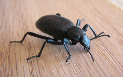 Photo of Beetle