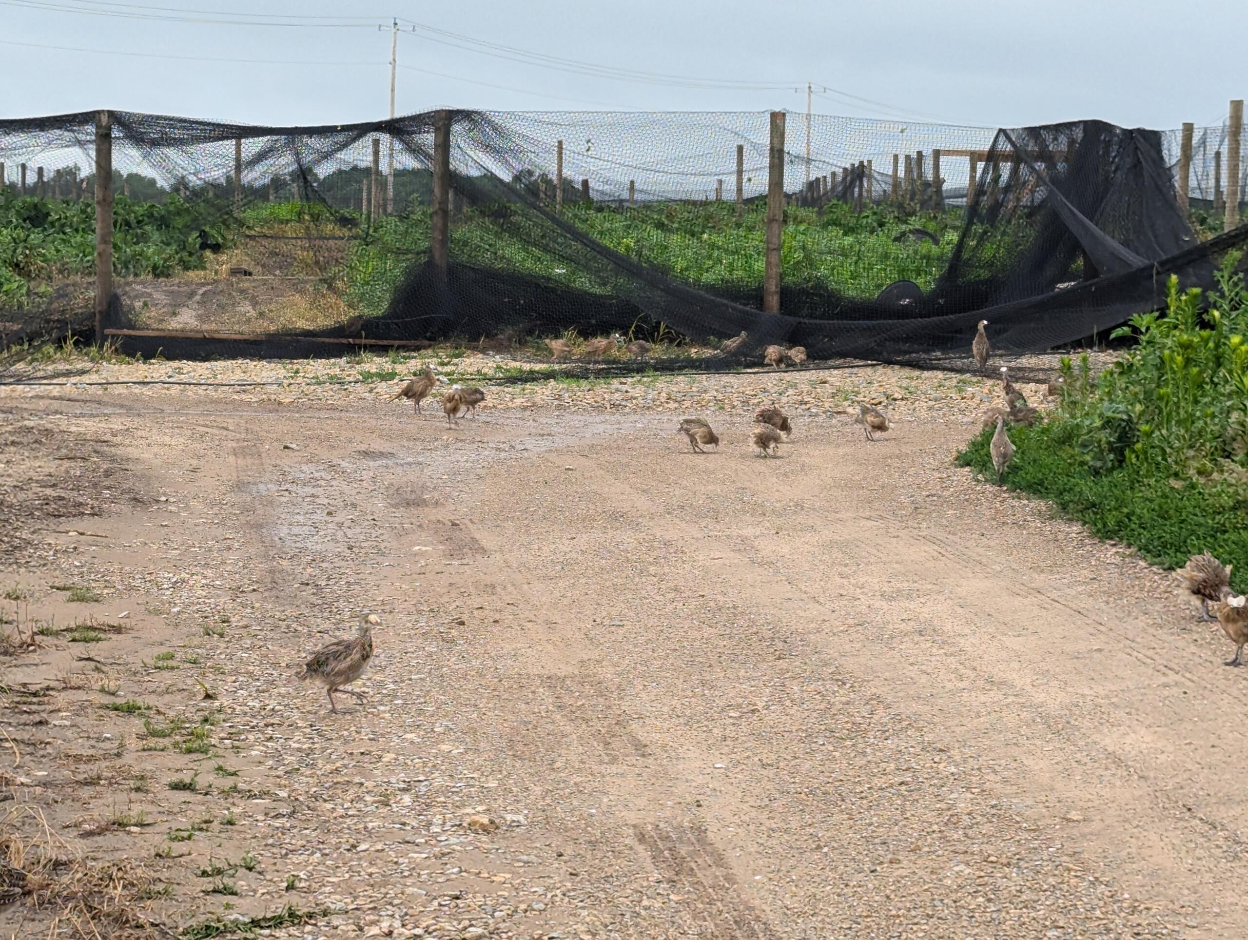 Photo of Storm Damage