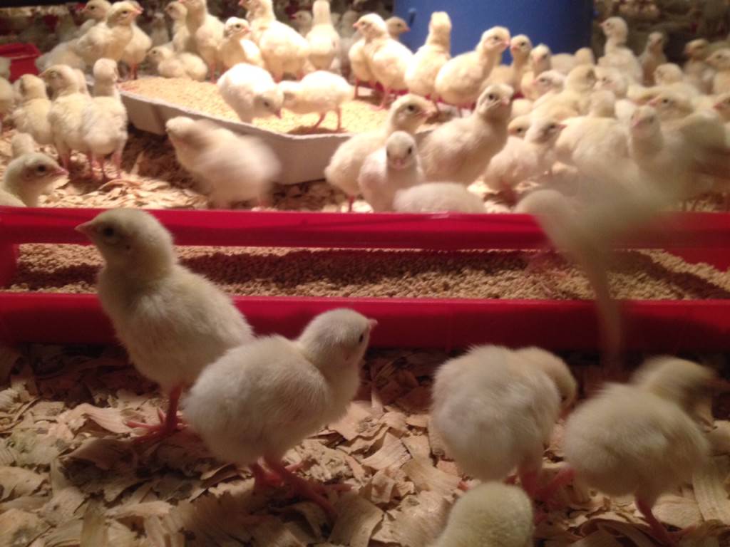 Chicks in Brooder Barn
