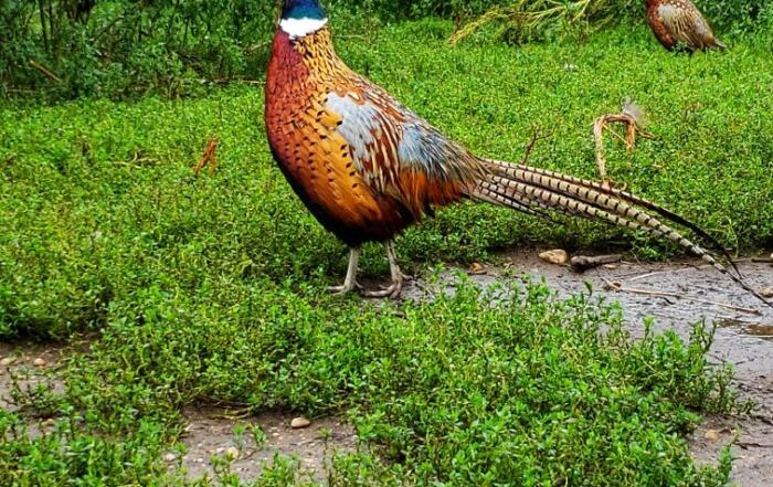 Ringneck Pheasant