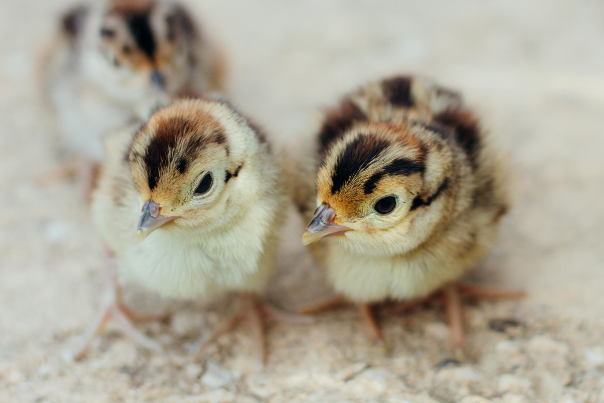 Ringneck Chick heads
