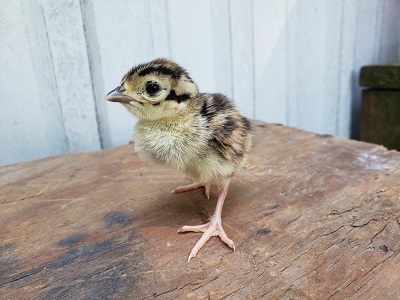 Ringneck Chick