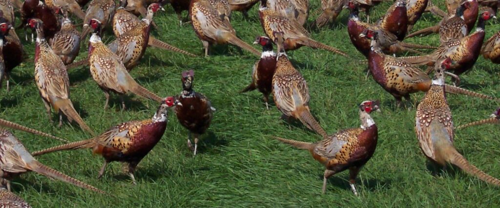 Pheasants in Grass