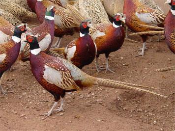 Pheasants wearing peepers