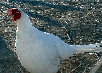 Photo of White Pheasant