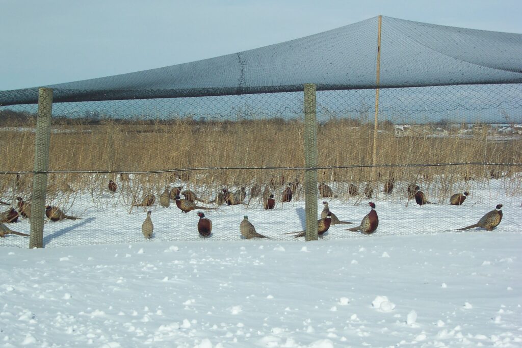 Pheasants in Flight Pen in Winter