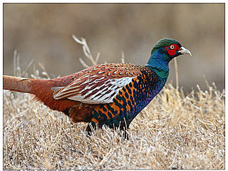 Afghan Pheasant