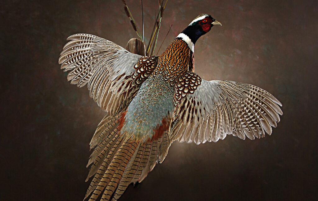 Mounted Pheasant