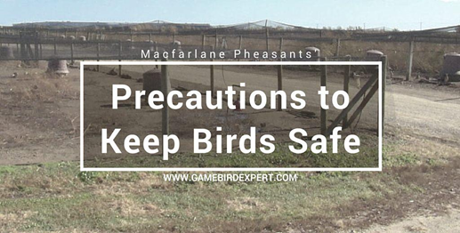Precautions to Keep Birds Safe