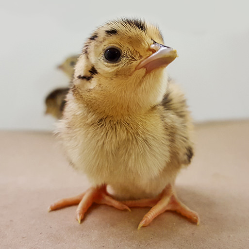 Photo of Pheasant Chick