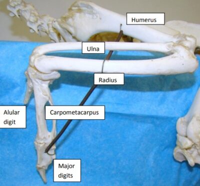 Anatomy & Bird Bones - Avian Skeletal System