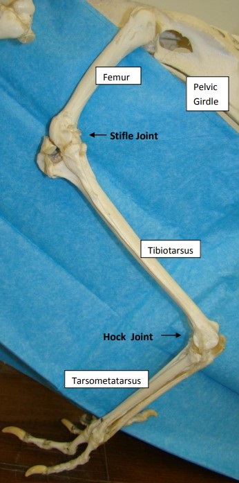Major Bones of Turkey Leg