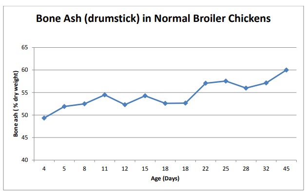 Bone Ash in Normal Broiler Chickens