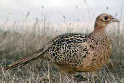 Photo of Large Chinese Ringneck Hen
