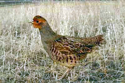 Large-Hungarian Partridge