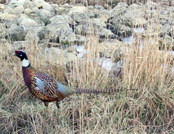 Photo Large Manchurain Ringneck Cross