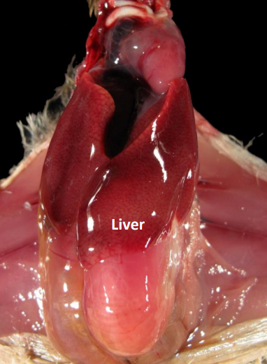 Photo of Chick Liver