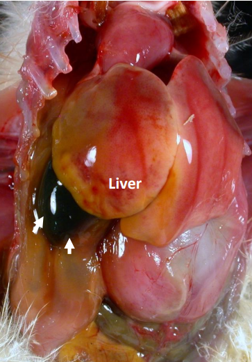 Photo of Liver of a Chick