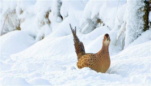 Pheasant Hen in Snow