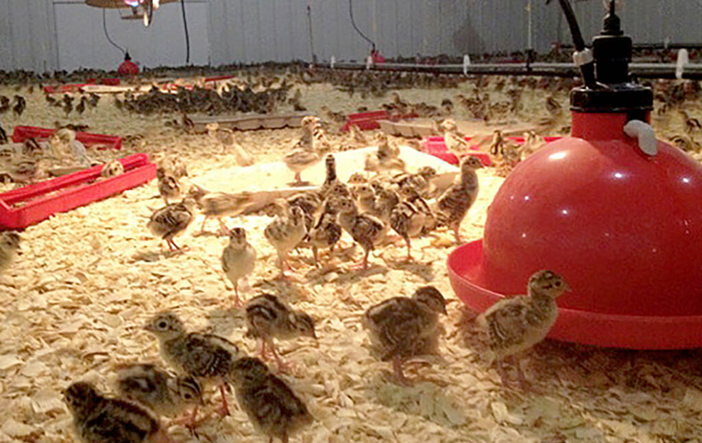 Photo of Pheasant Brooder Barn