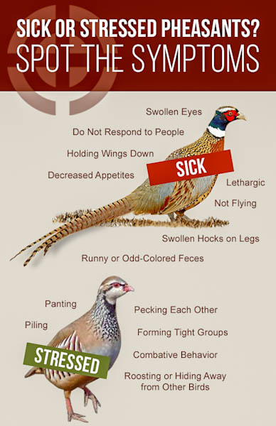 Infographic on signs of sickness or stressed pheasants