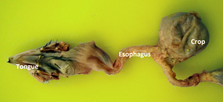 Tongue Esophagus Crop