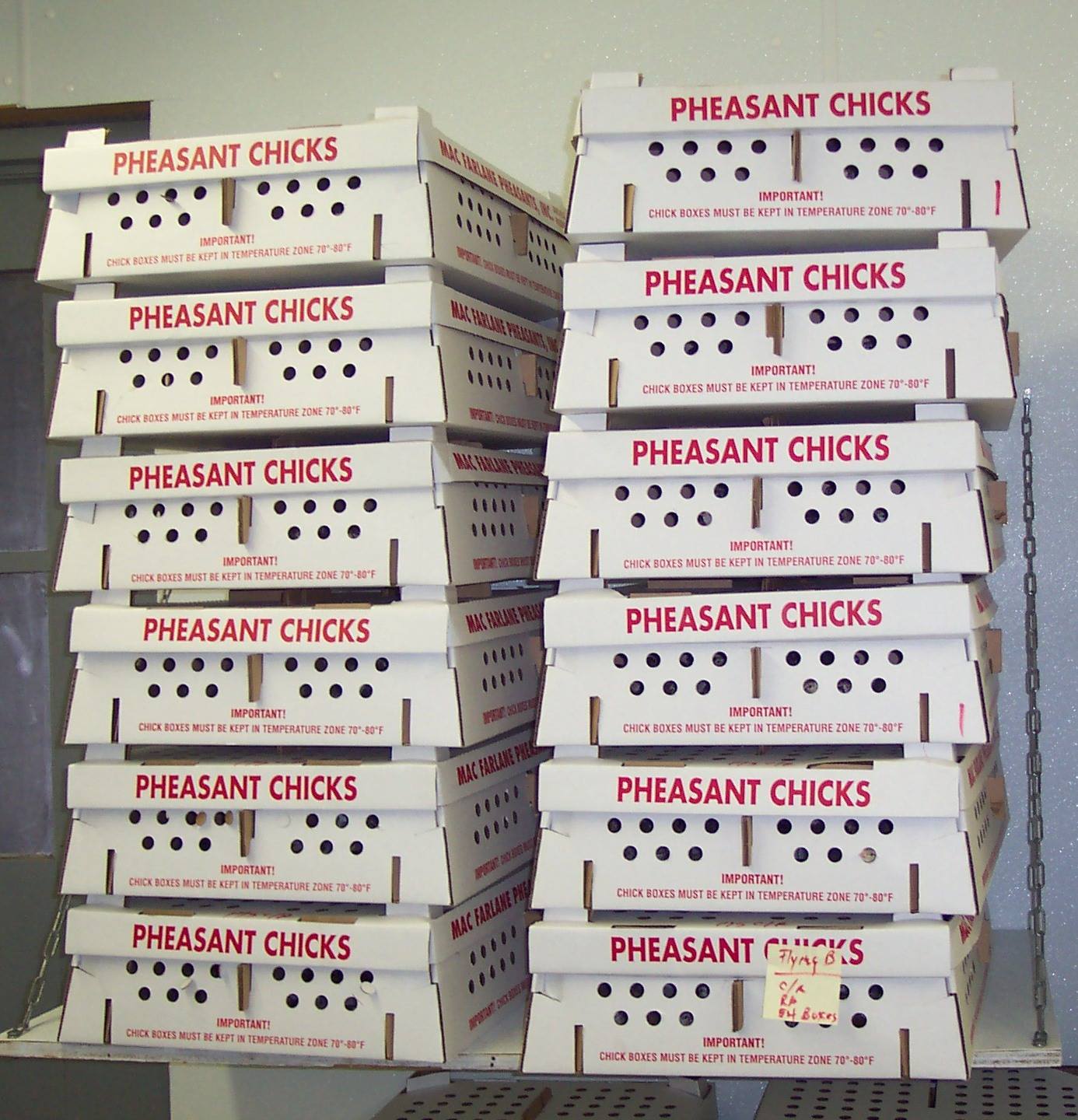 Photo of Pheasant Chick Shipping Containers