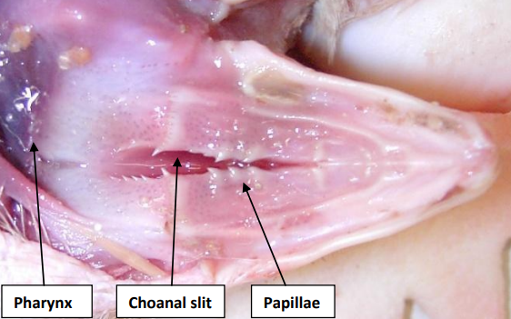 Upper Inner Beak Photo