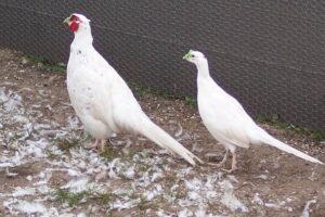 White Pheasant