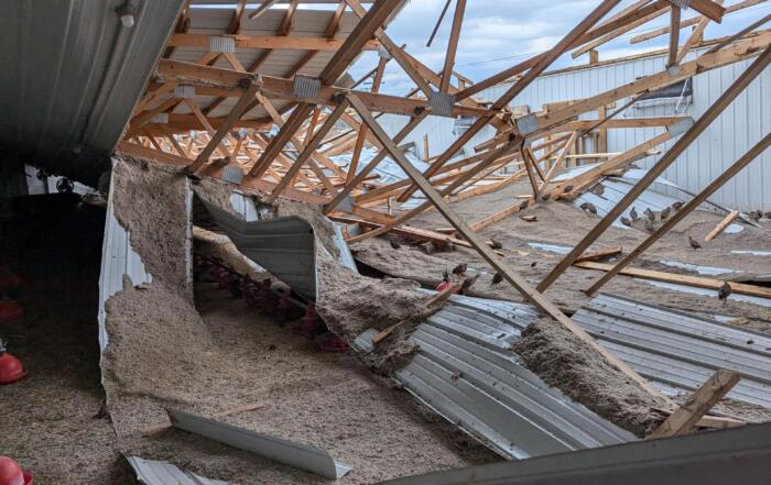 Spanish Red Leg Partridge Brooder Barn Damage After June 2024 Tornado