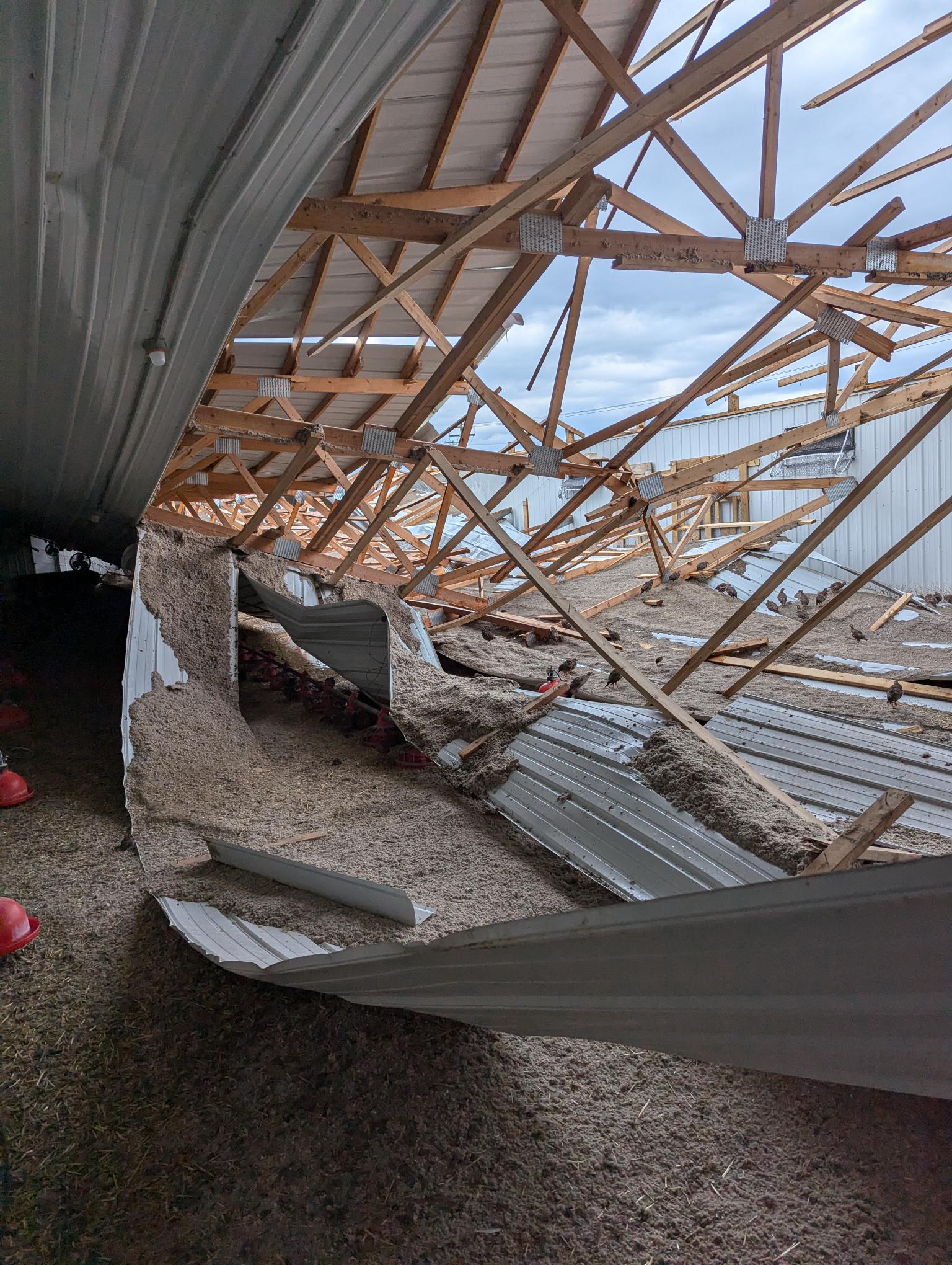 Spanish Red Leg Partridge Brooder Barn Damage After June 2024 Tornado